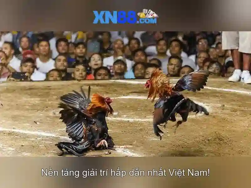 Giới thiệu xn88 và các tính năng nổi bật
