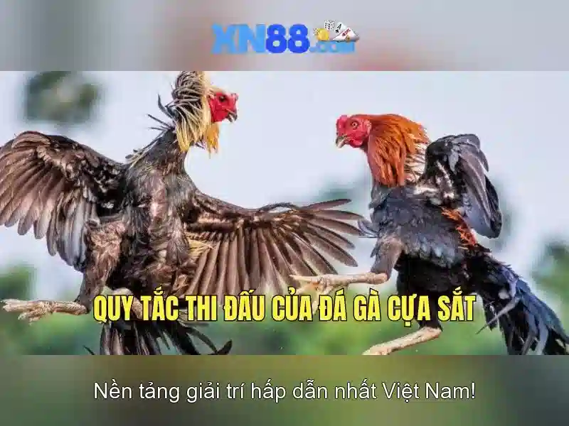 XN88 - một nền tảng giải trí và cược trực tuyến